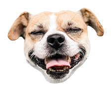 Imagen flotante de un perro